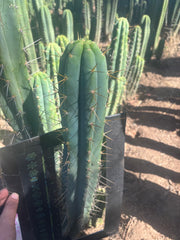 💎🌶️ 0102 — XXL Two Footer Tip (24”)