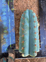 👑💎 Papa Smurf — 8” Tip
