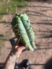 💎🌶️ NOM — XL 16” Tip