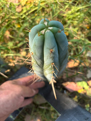 👑🌶️ Bluejones  — 8” Tip