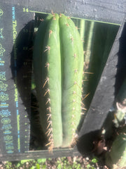 💎👑🌶️ Kimnach — Beefy XL 14” Pup
