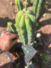 🌶️🌶️ NoidTwo — 11” Pup
