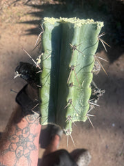 🎁🌶️ NEW Add On Freebie! — NOM Midcuts