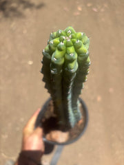 👑💎 Grecas — XL Established Tip Graft, Rooted