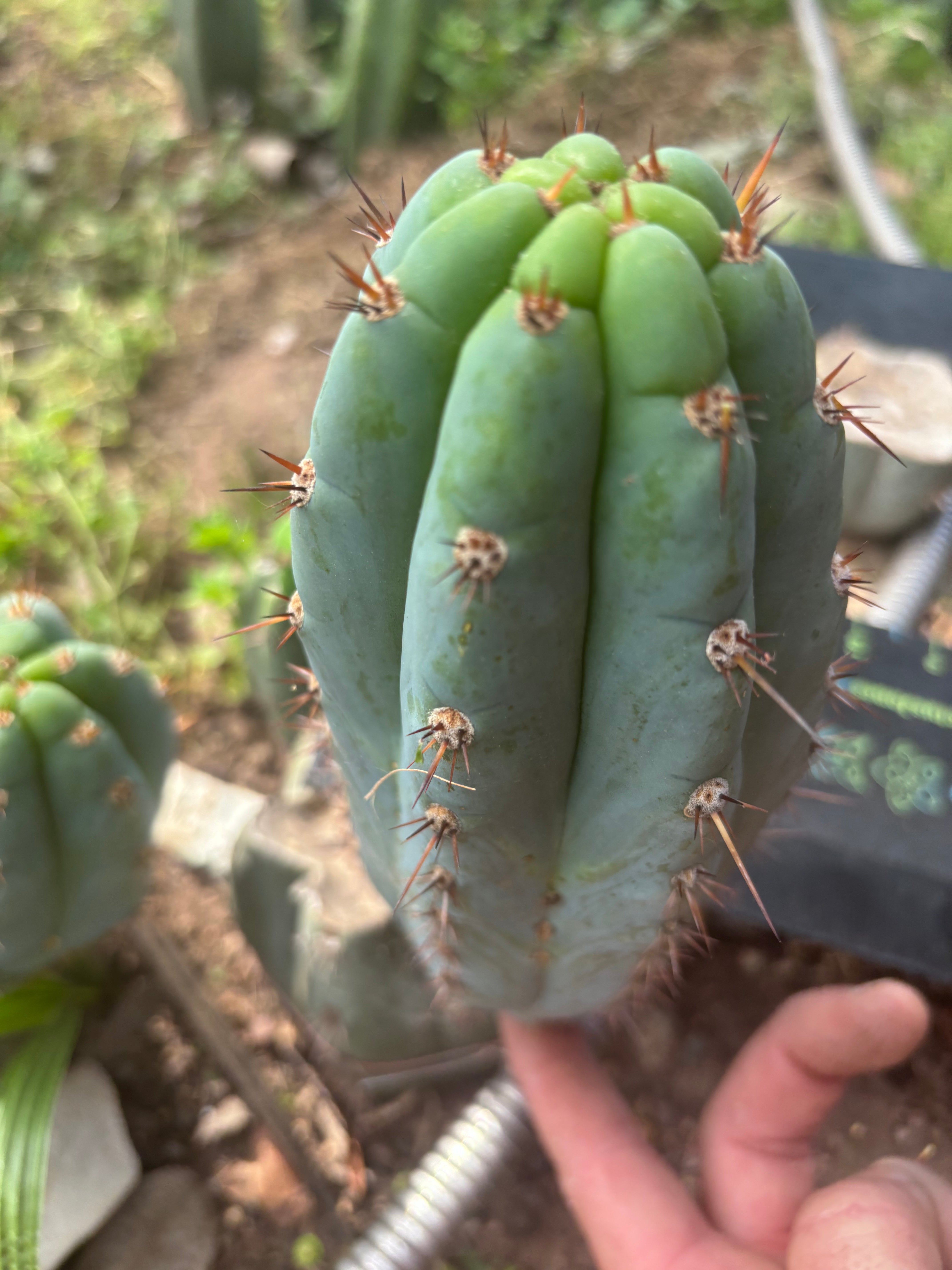 💎👑  Bart (Monassa Blue) — 8” Pup