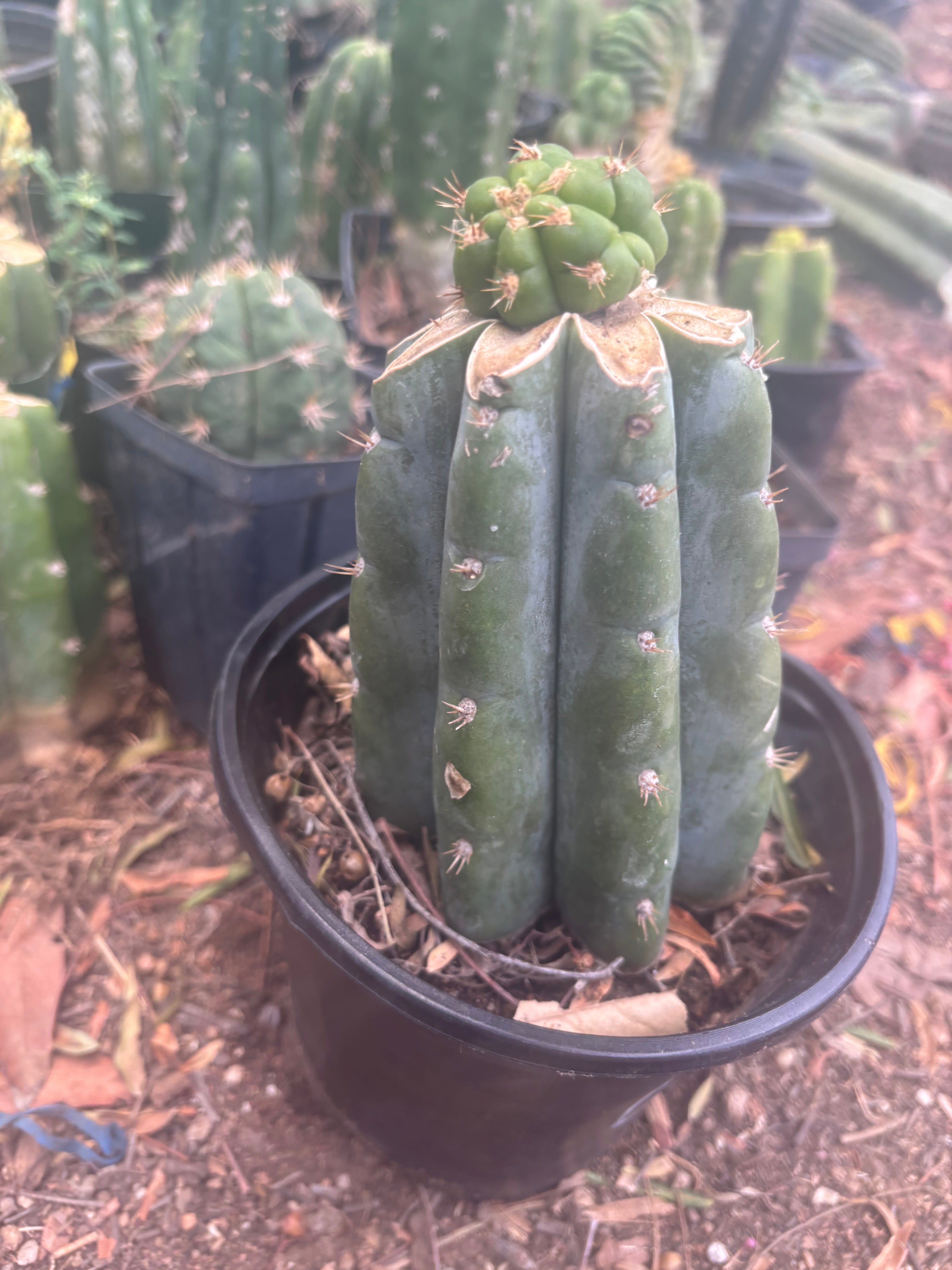 💎👑💎🌶️ CareBear — One More Graft on Rooted Shine01