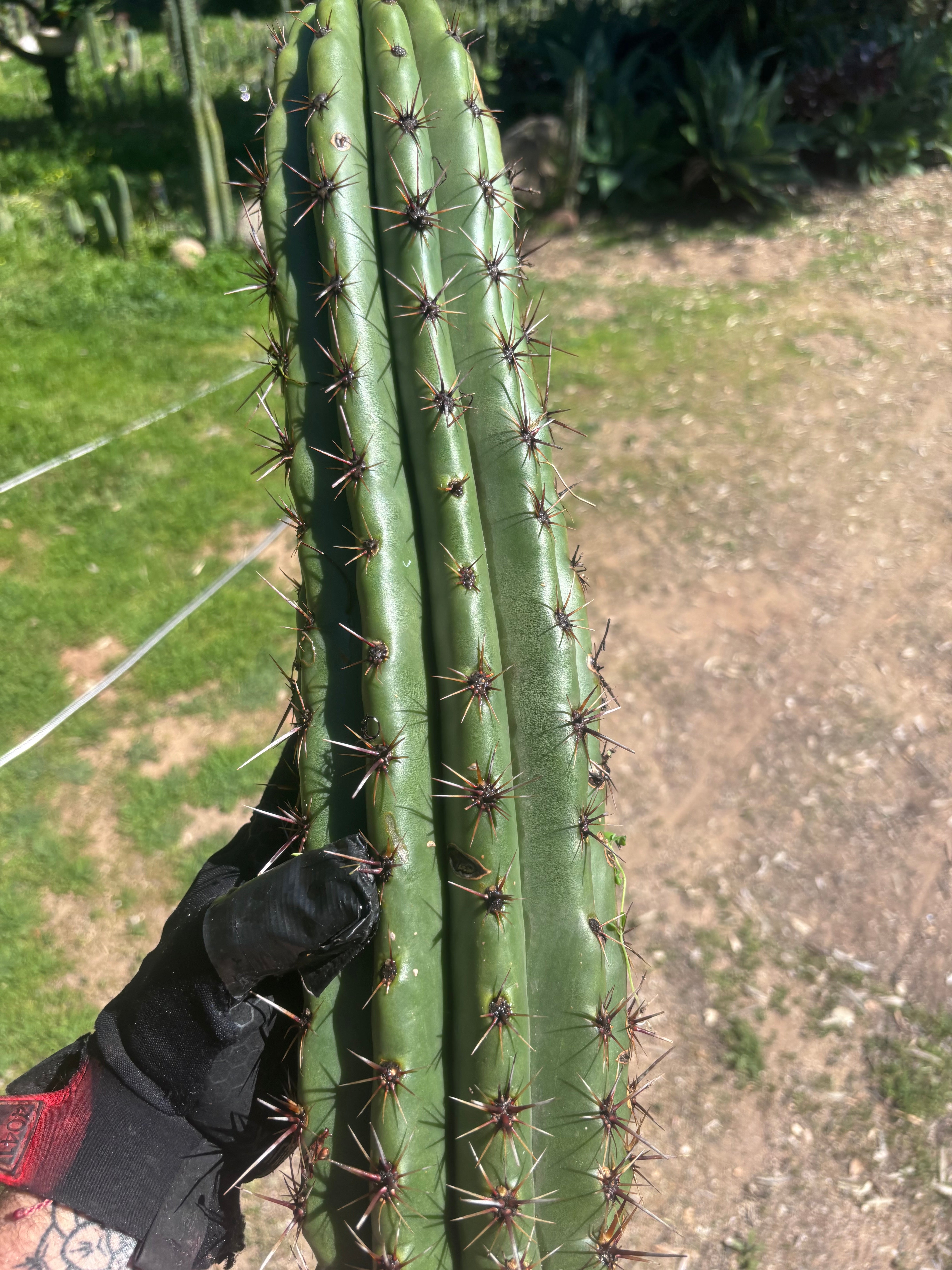 Tacaquirensis — Massive 16” Tip