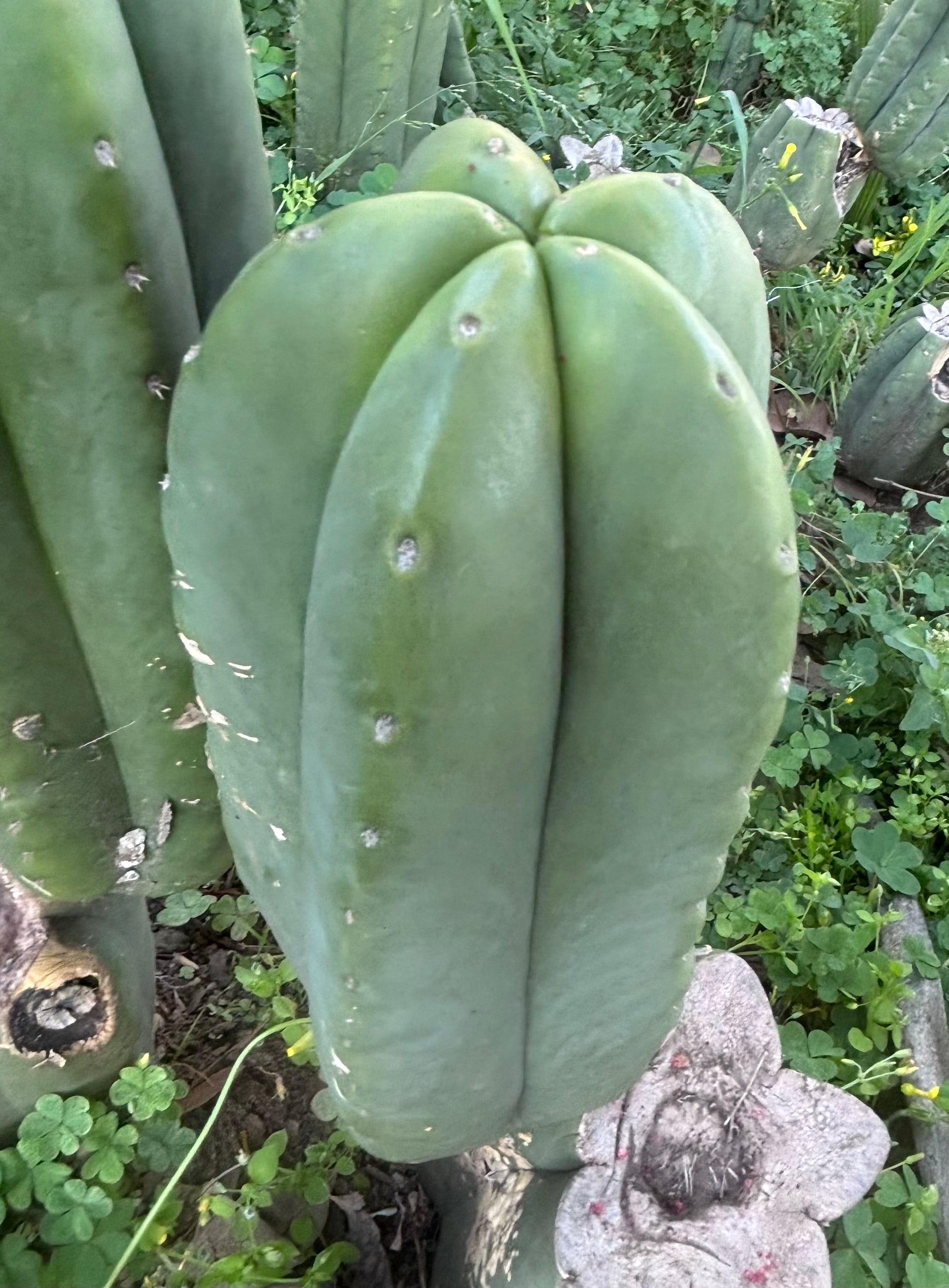 👑💎 Aussie Scop — Fat 10” Melon