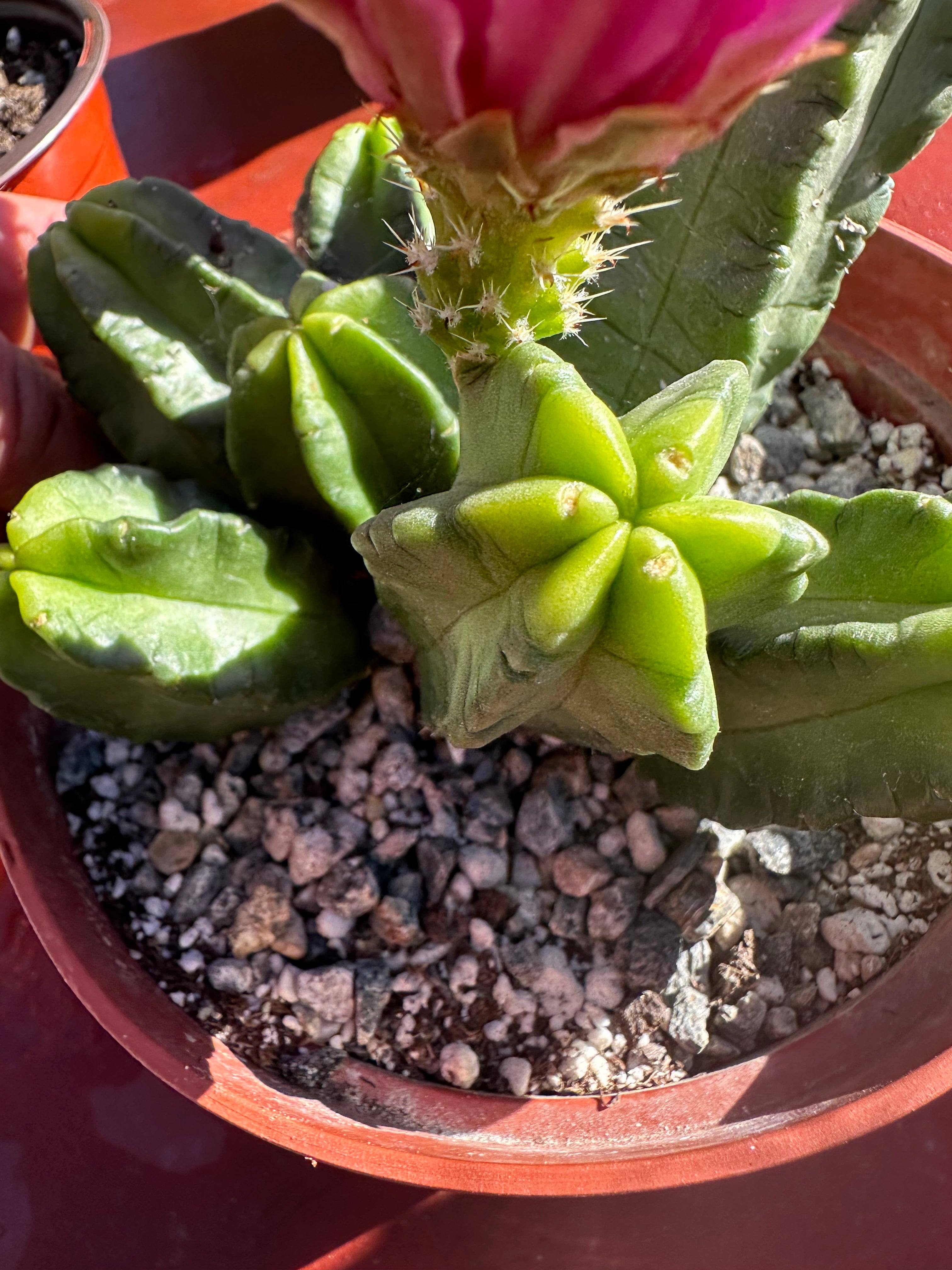 echinocereus viereckii morricalii Echinocereus Viereckii — Rooted (2)