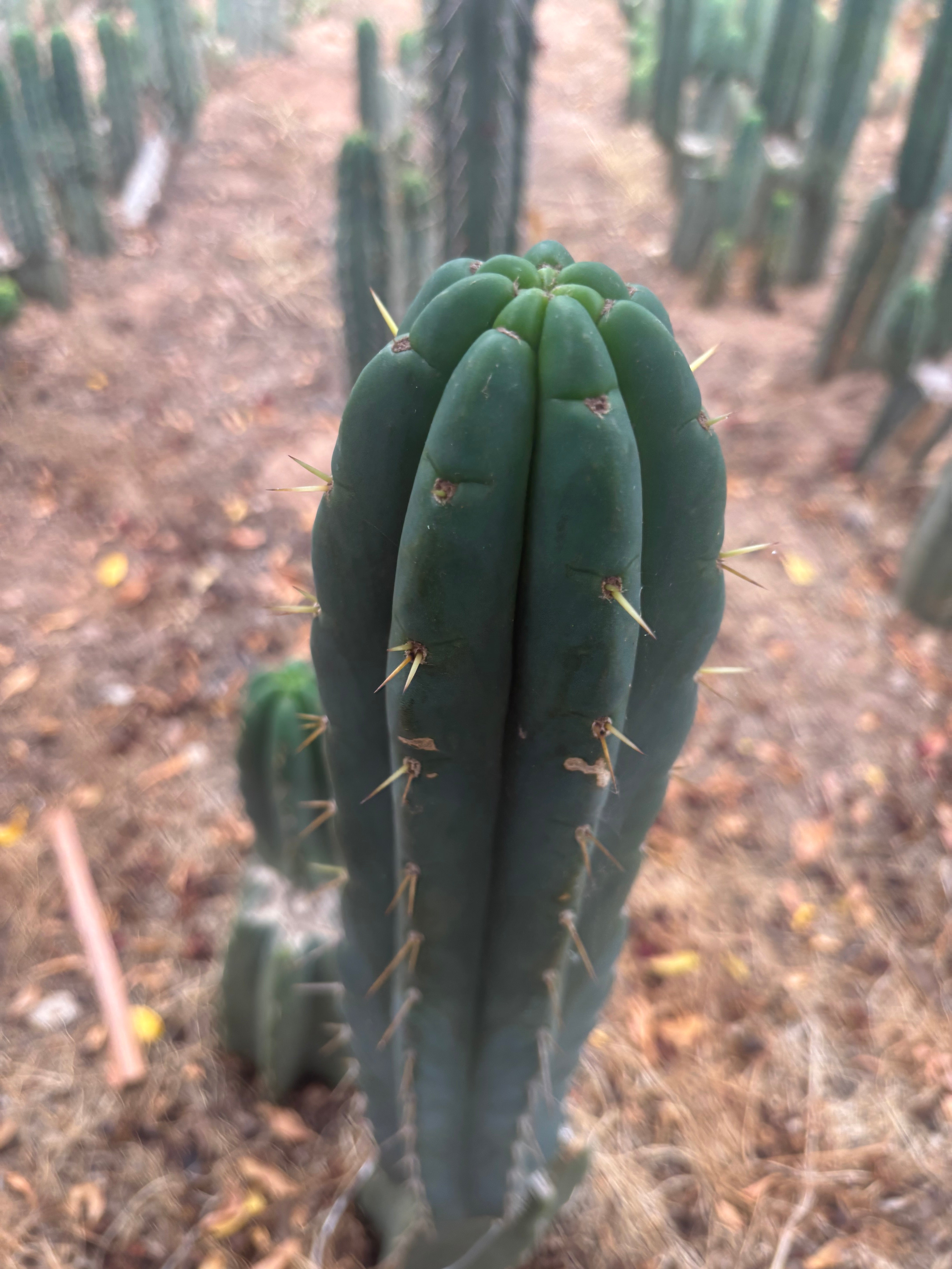 💎👑💎 Amazonas — 11” Tip