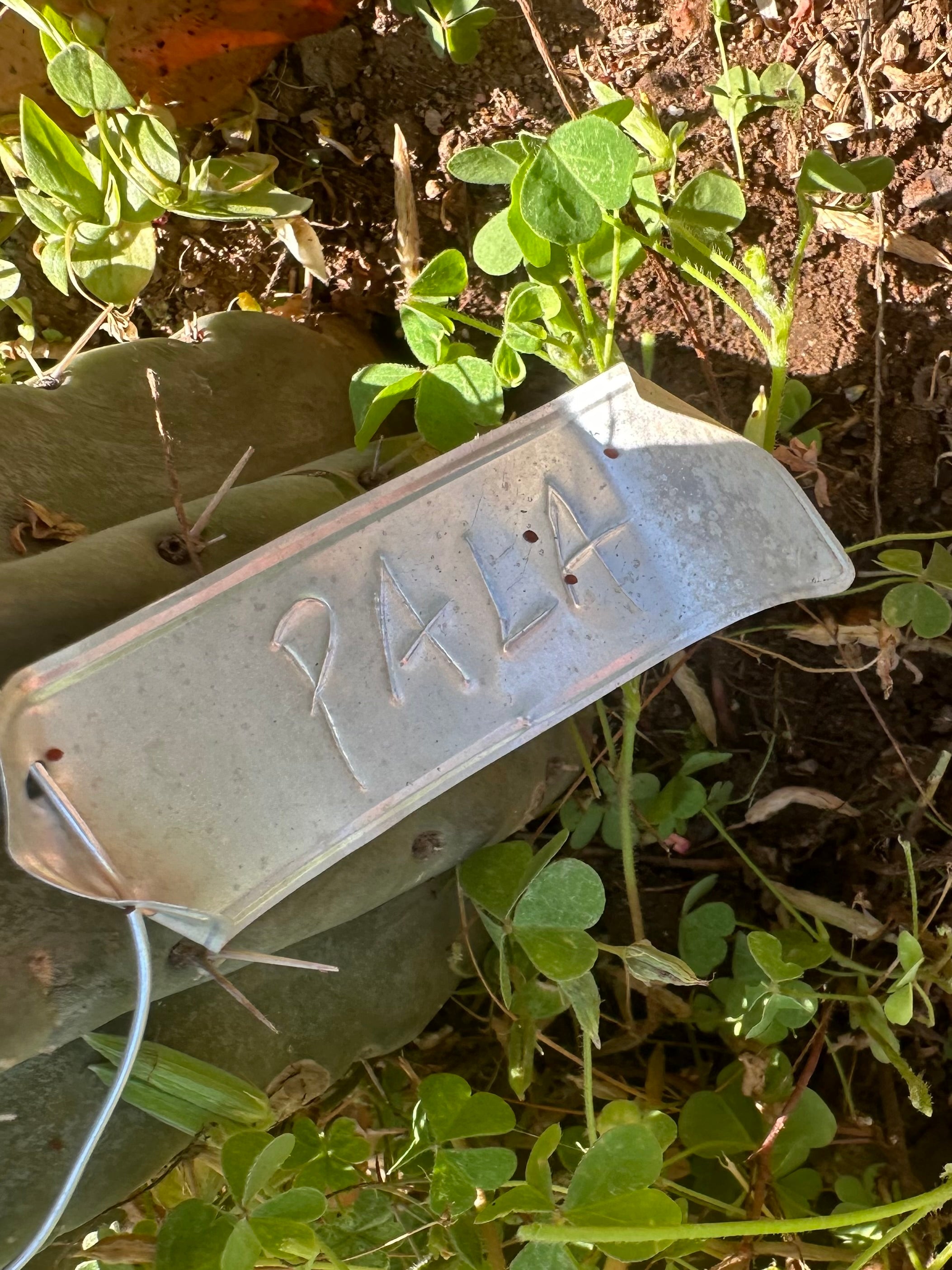 👑 🌶️ 🌶️ Pala! — Fully Rooted