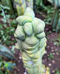 💎👑🌶️ Platform 9 3/4  — 10” Tip