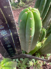 👑🌶️ Davy — 10” Pup