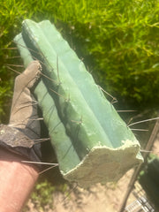 👑🌶️🌶️ Eileen — Max Thickness 14” Mid Cuts