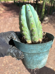 💎👑 Althea — Fully Rooted Chonk Tip
