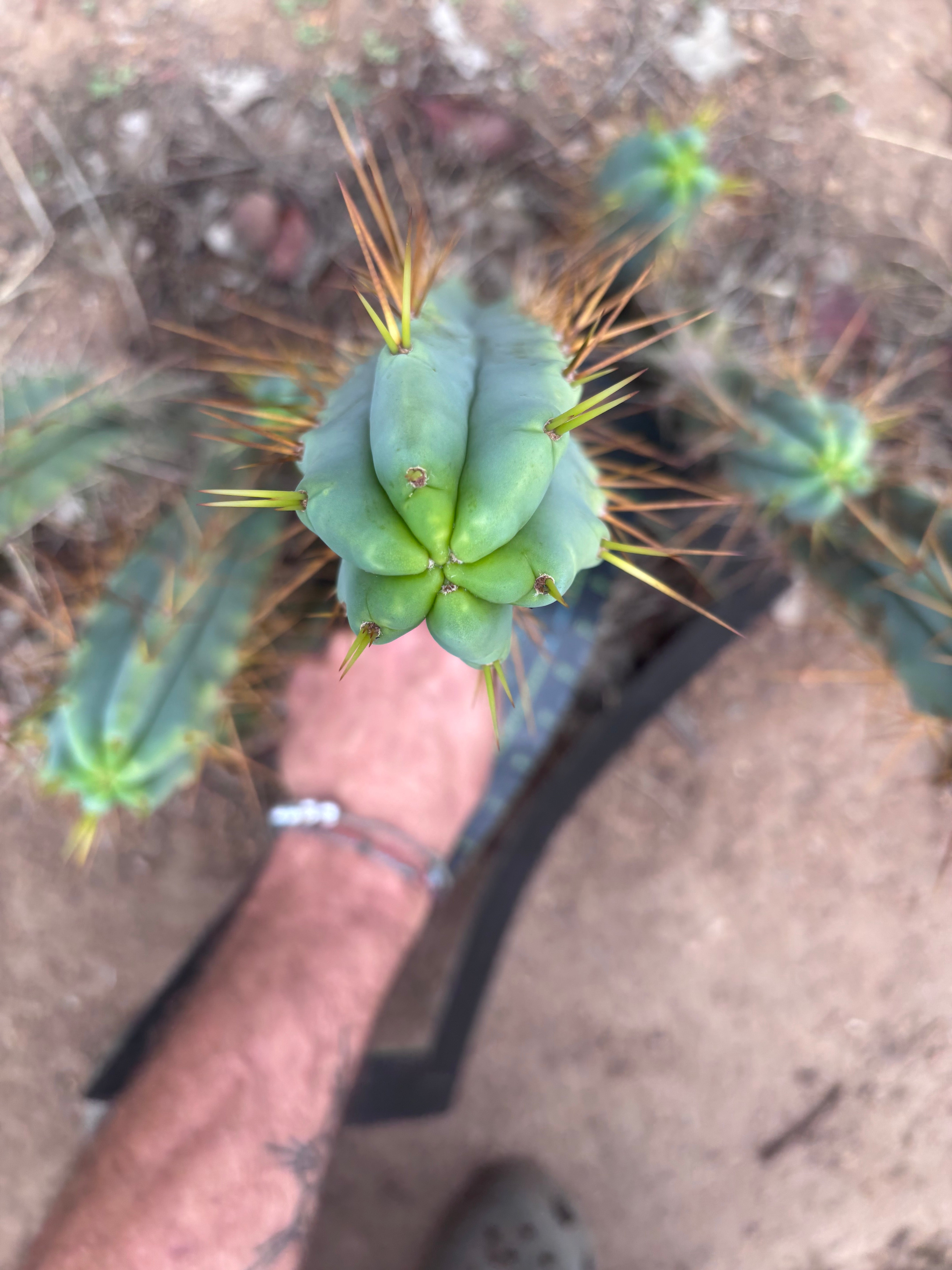 👑🌶️ Medicine Man — XL 14” Tip