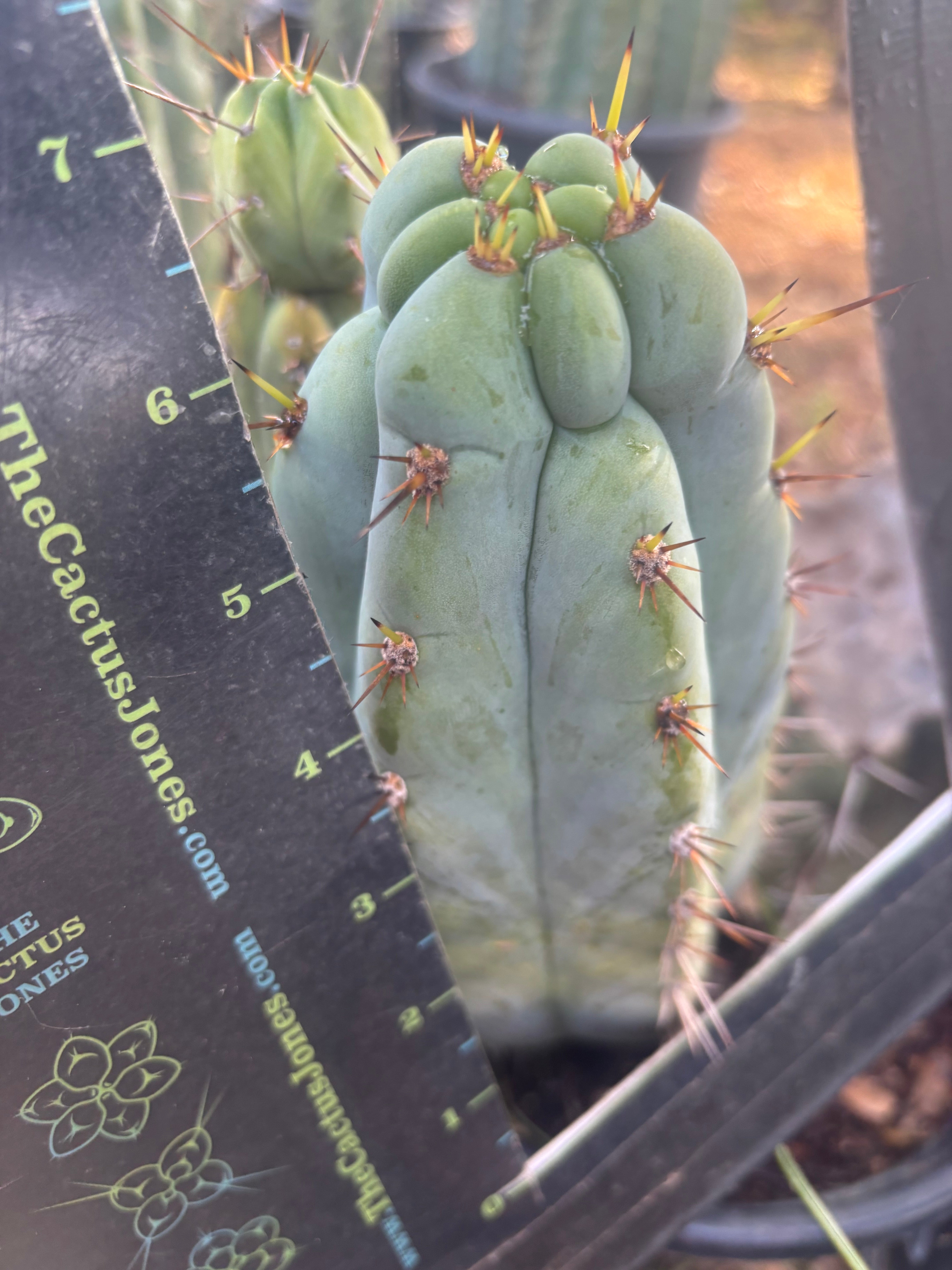 💎👑💎  Nubs! — 7” Tip