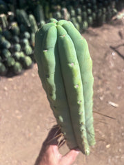 👑💎🌶️🌶️ Eileen — 15” Mega Tip