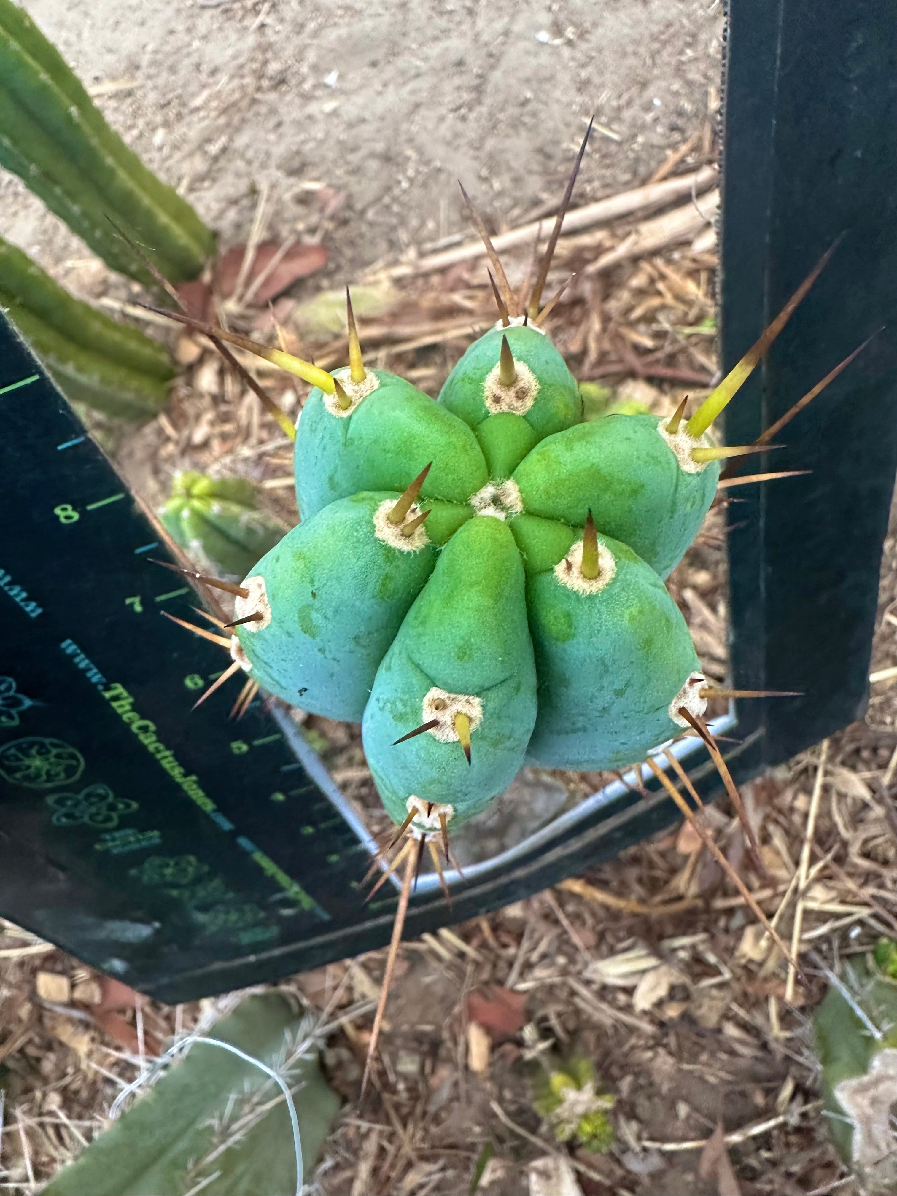 -👑🌶️ Sharina — 10” Pup