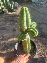 💎👑💎 Havran — Biggest Rooted Graft Ever!