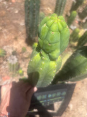 👑🌶️🌶️ Ogun — 11” Tip
