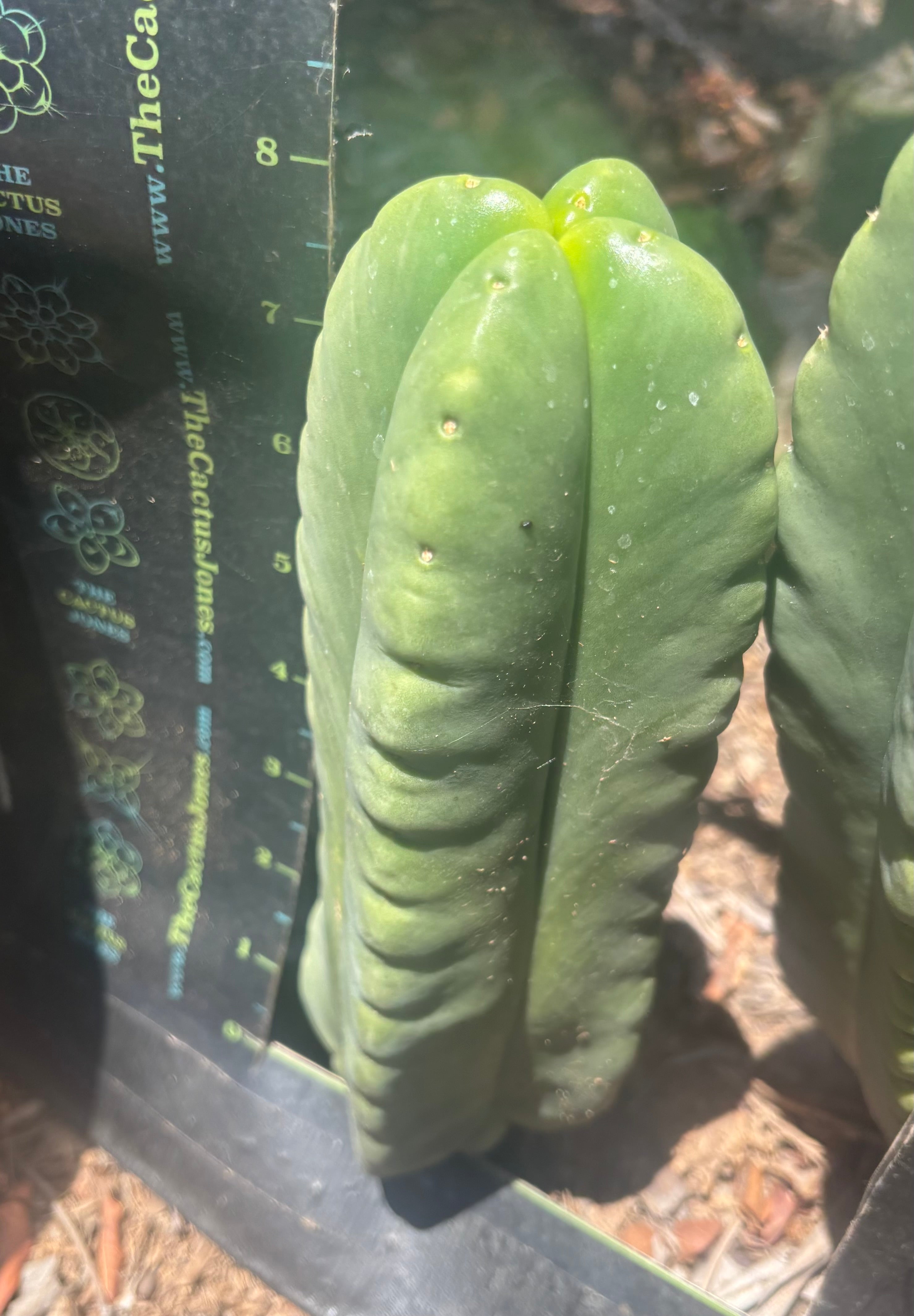 💎👑🌶️ Ferah — 8” Fourwang Pup