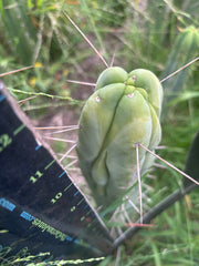 🌶️ Hammer Bridge — 12” FourWang Ribshifter