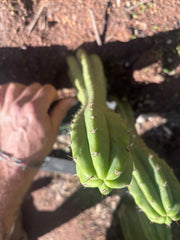 👑🌶️🌶️ Landfill — 9” Tip