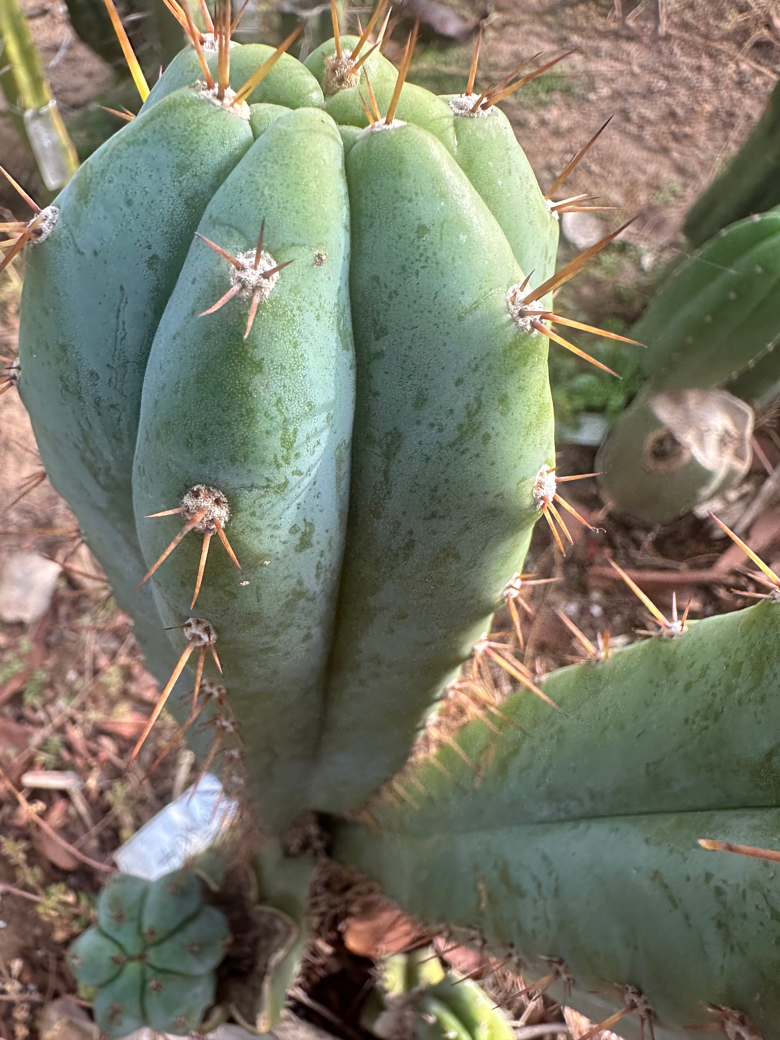 👑🌶️ Kimnach — Chonky 12” Pup