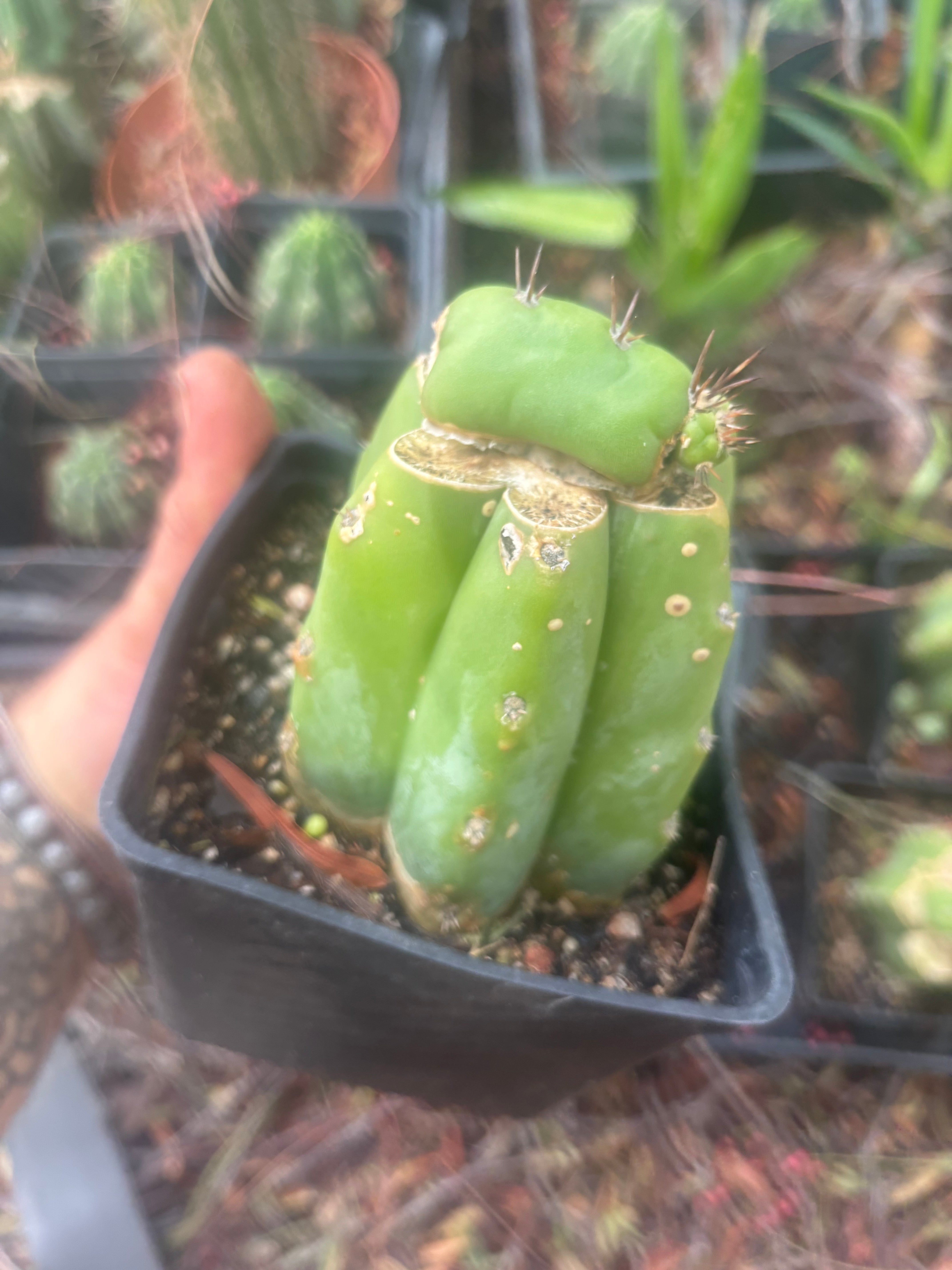 💎👑💎 Parque de las Leyendes —BK08611.4 Clone A —  Rooted Slab Graft w/ Pup Starting