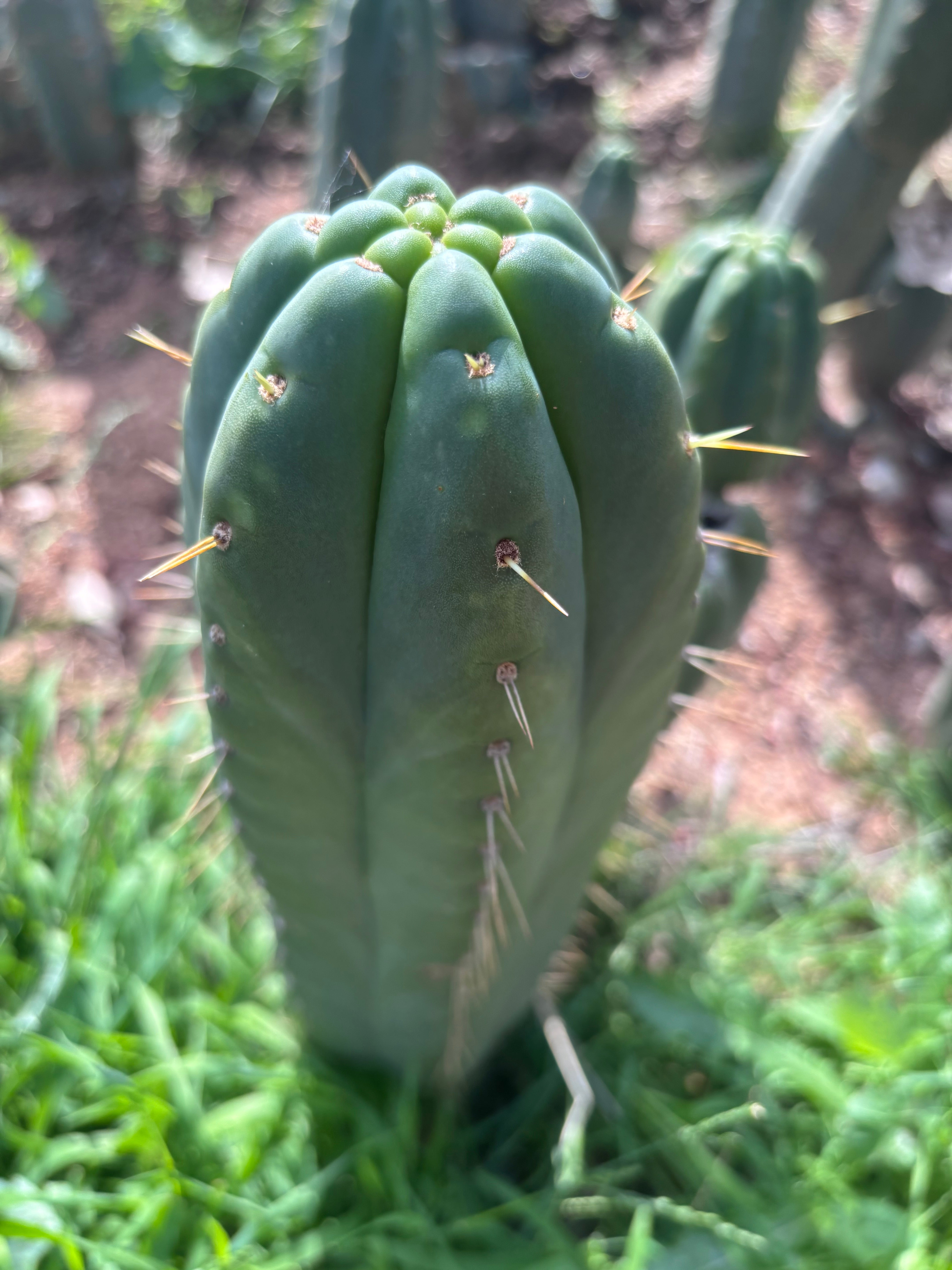👑💎🌶️ Yowie — Beefy XL 15” Pup