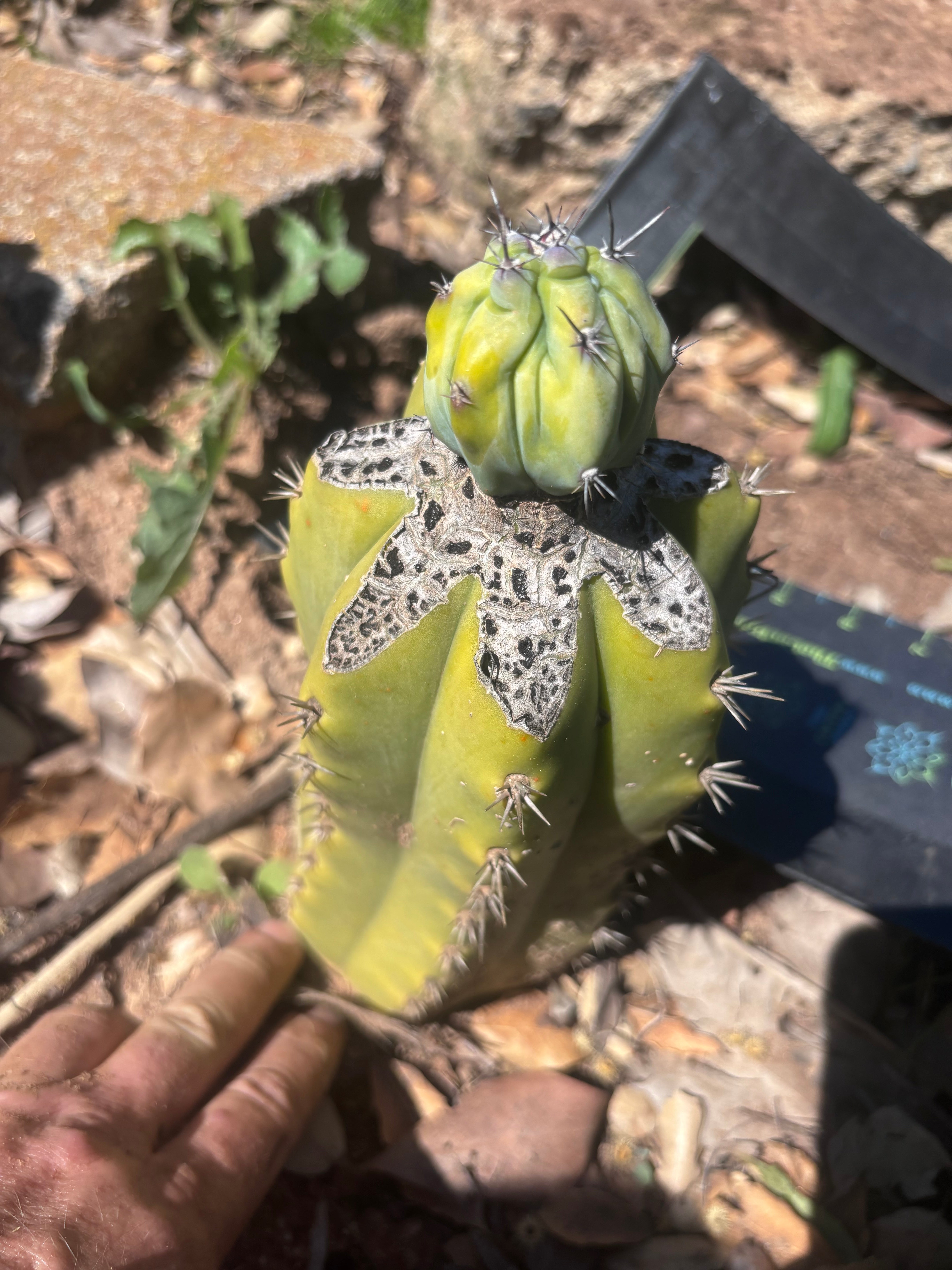 👑💎 Grecas Tip Graft — Fully Rooted