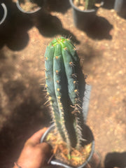 💎👑 Ferret — Rooted 14” Tip