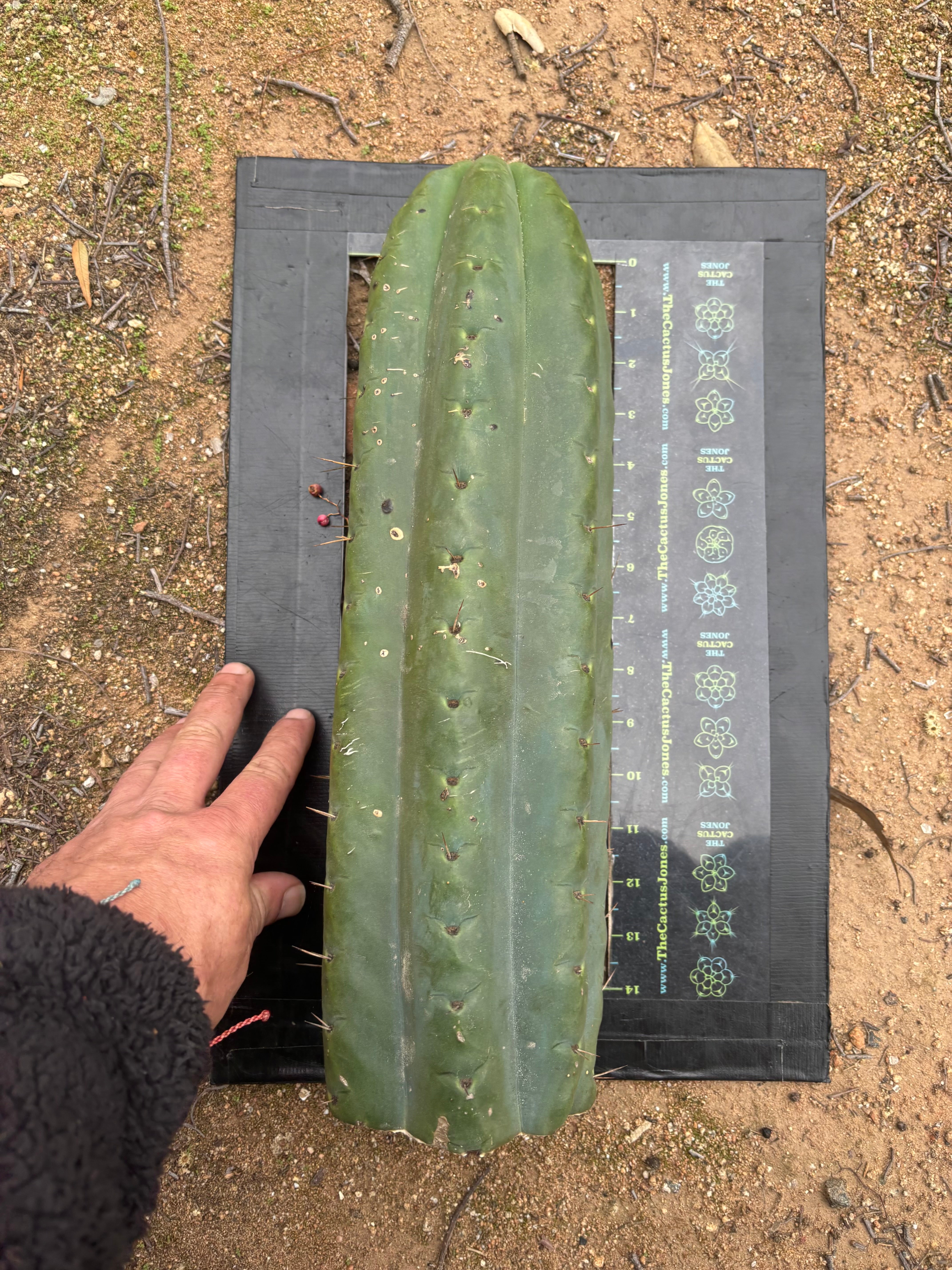💎🌶️ SS02 x Yowie — MASSIVE 15” Tip