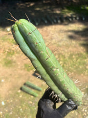 🌶️ Restocked —Baker x Helen  — 12” Tips