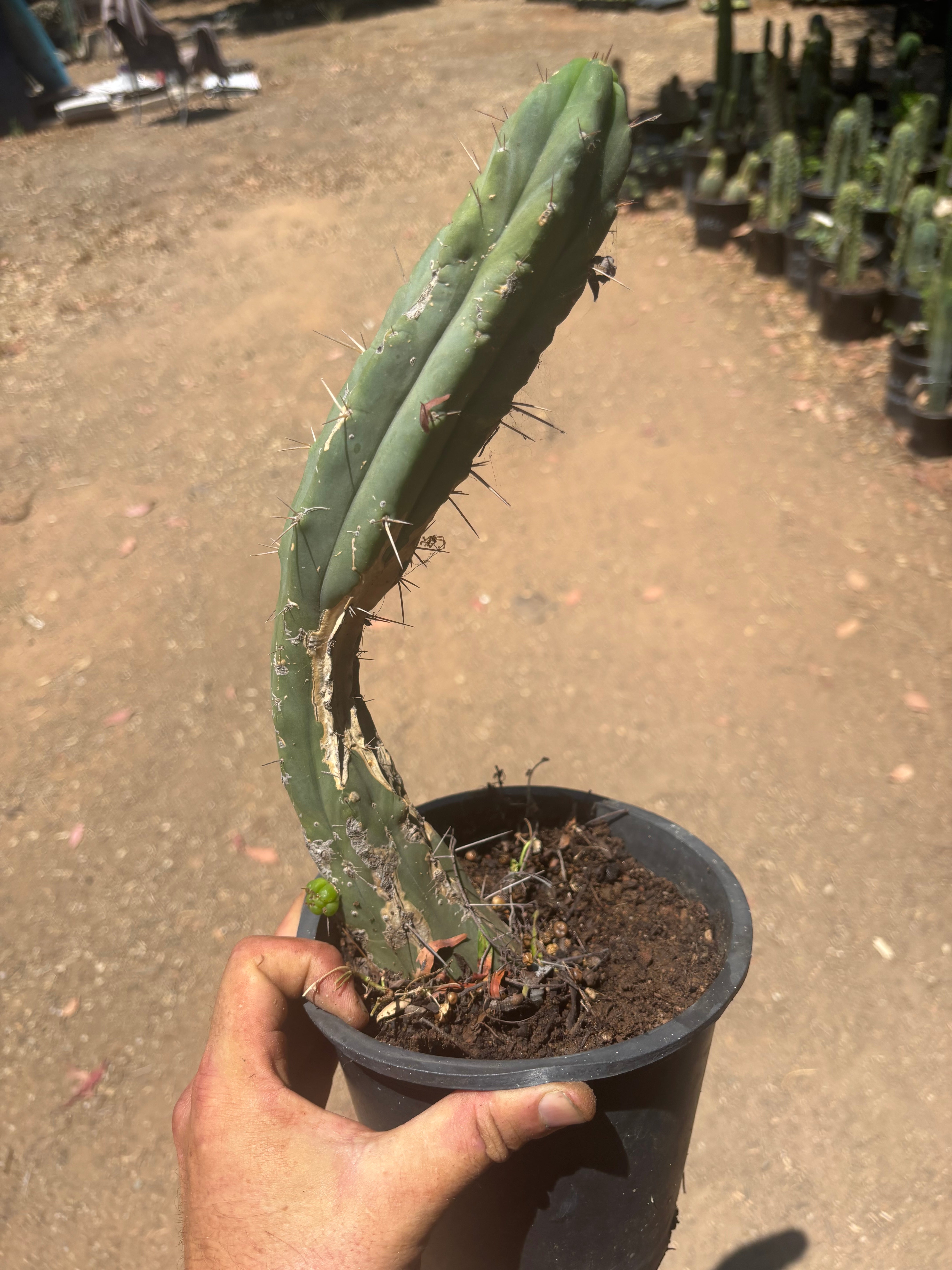 👑🌶️🌶️ Dulzura — Fully Rooted 14”
