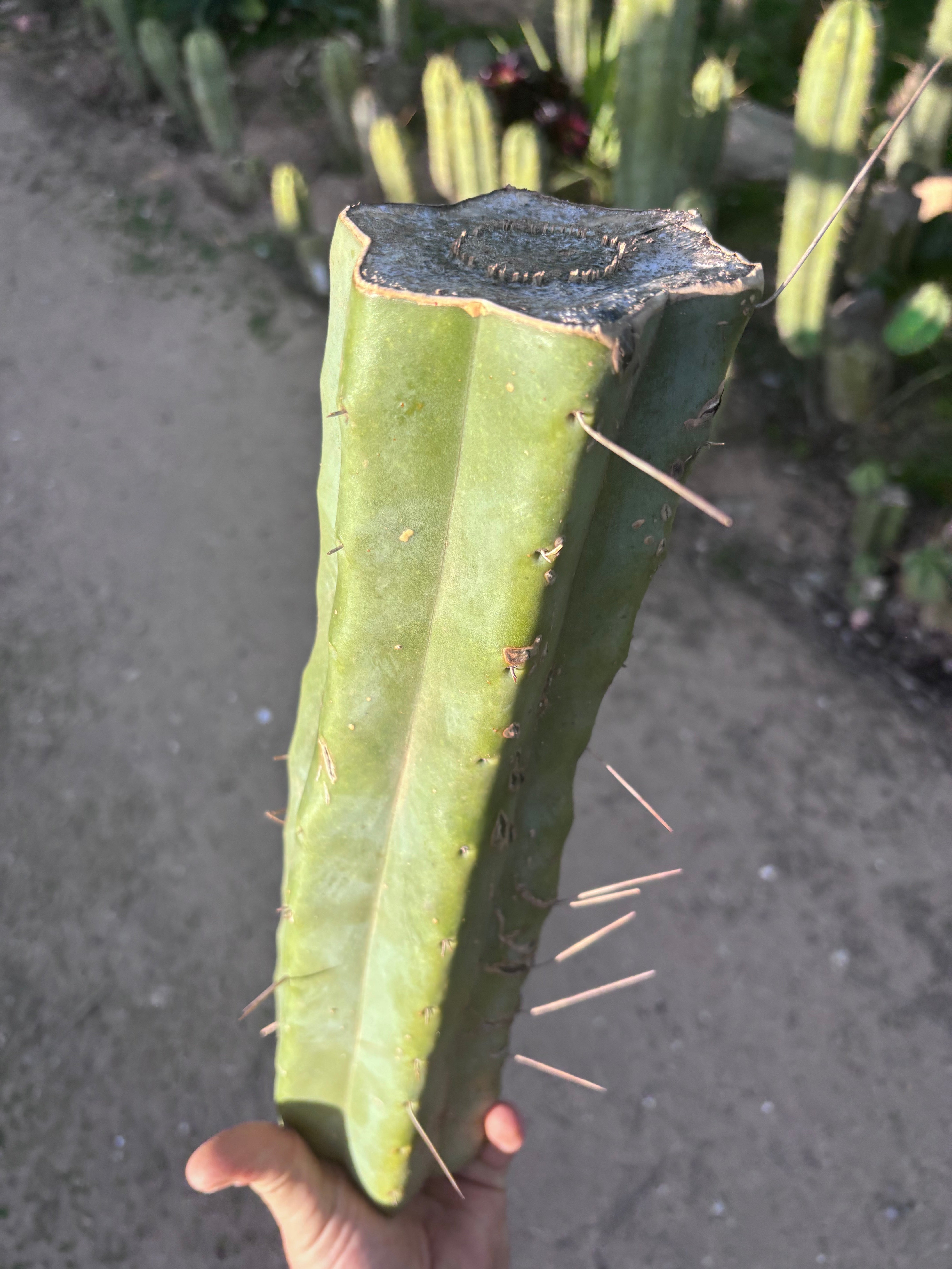 👑🌶️ Baker — 14” XL Medicine Log
