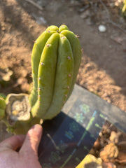 👑🌶️🌶️ Another Drop, Another Ogun