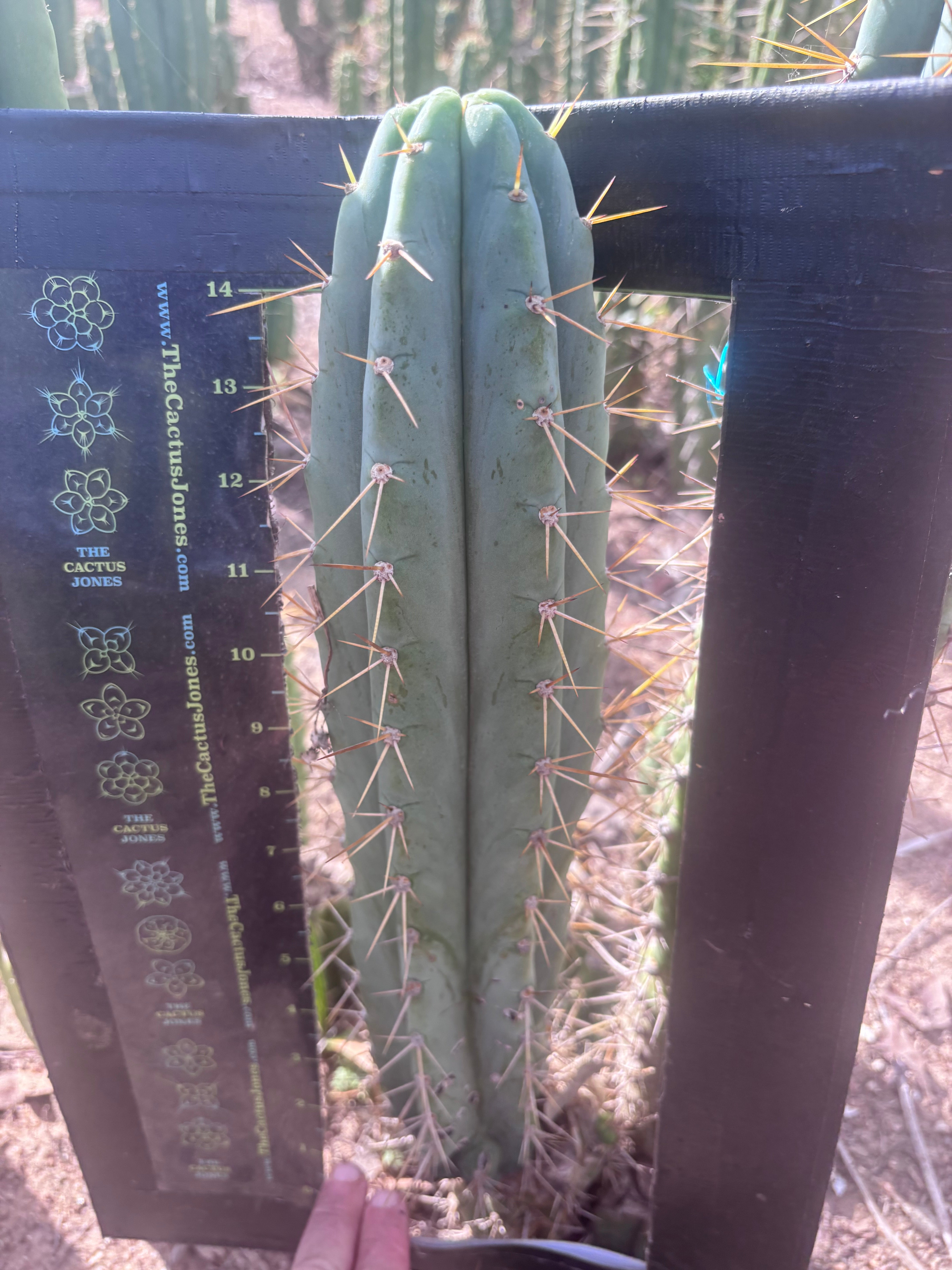 🌶️ 0102 — XL 15” Pup