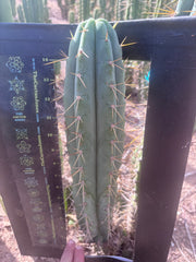 🌶️ 0102 — XL 15” Pup