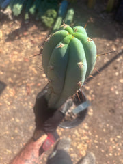 💎 Sharxx Blue x Rosei 2 — XL Rooted