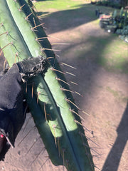 👑🌶️💎 Xochi — XXL 21” Tip