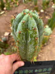 👑🌶️ Kimnach — Fat 8” Tip
