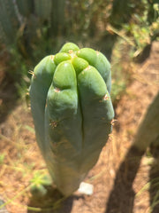 💎👑🌶️ Bob’s Colossus — Beefy 11” Tip