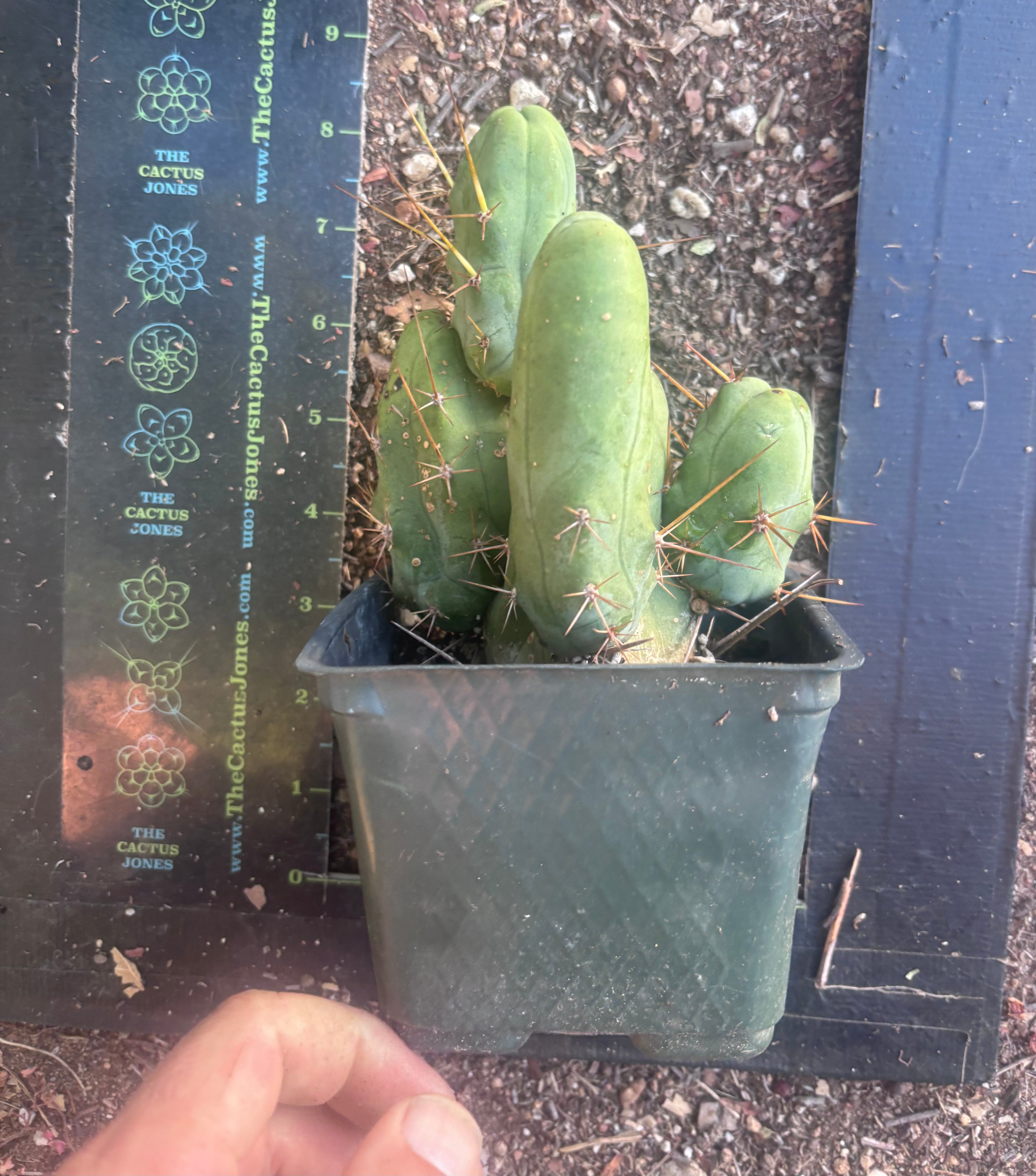 👑🌶️🌶️  TBM Clone B — Fully Rooted