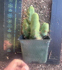 👑🌶️🌶️  TBM Clone B — Fully Rooted