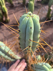 👑🌶️ Medicine Man — 14” Tip