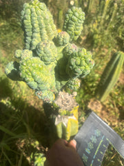 💎👑💎 Glorp — Crazy XXL Pupsplosion Graft