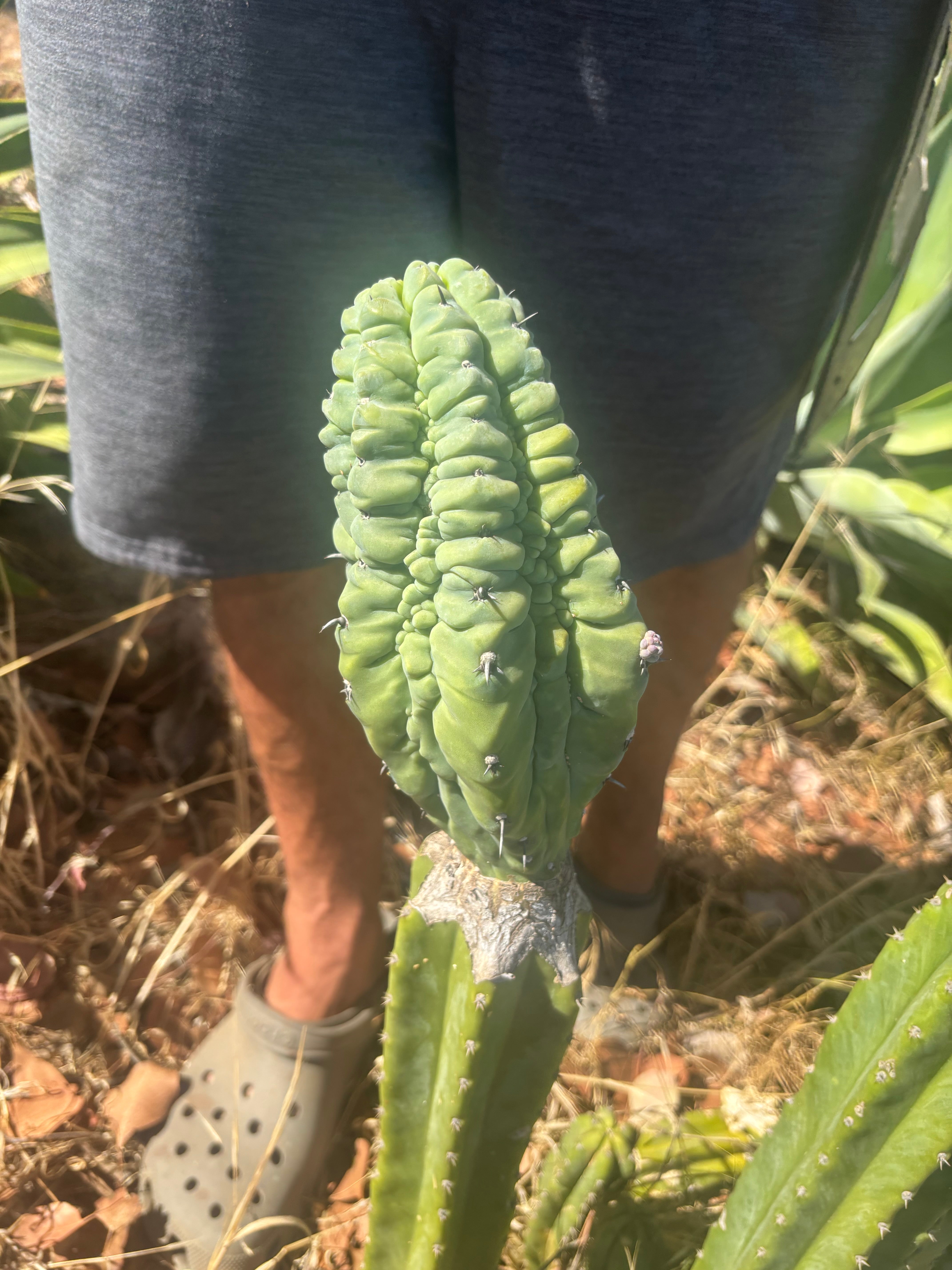 👑💎 Glorp — Another Fat XL Graft