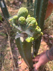 👑🌶️🌶️ TBMC — XXL Graft